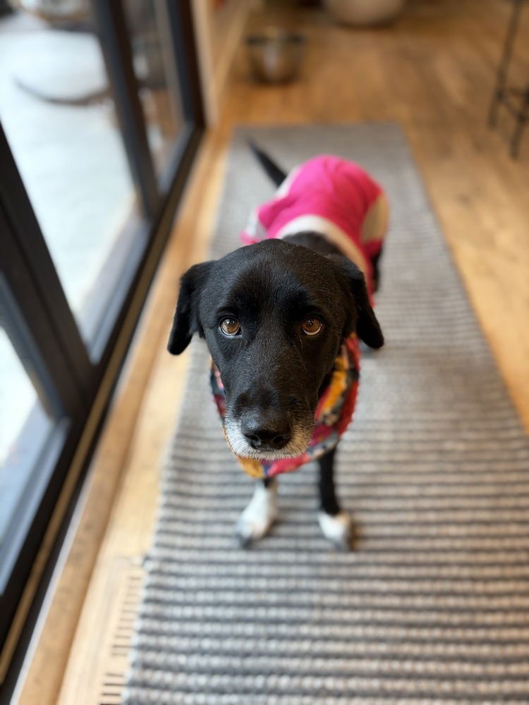 Alquist / Oreo - Photo 3