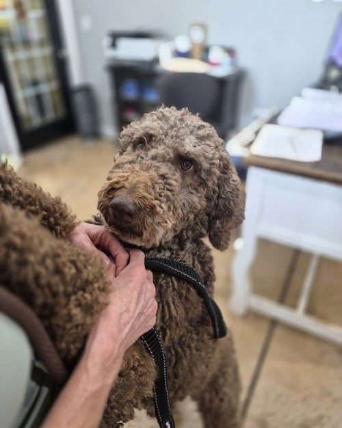 CRAVEN / PIPER - Poodle (Standard) available for adoption