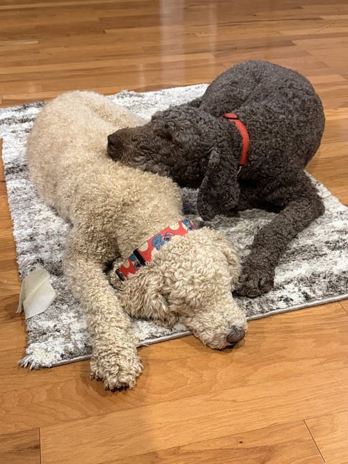 CRAVEN / PIPER - Poodle (Standard) available for adoption