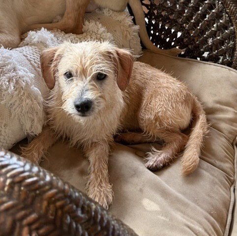 COSENTINOE / HENRY - Terrier / Terrier available for adoption