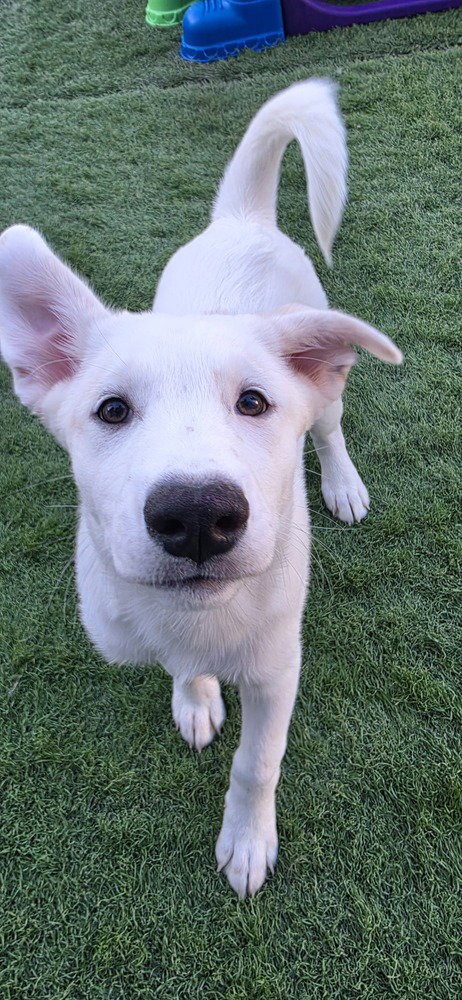DESROSIERS / GWEN - Labrador Retriever / Terrier available for adoption