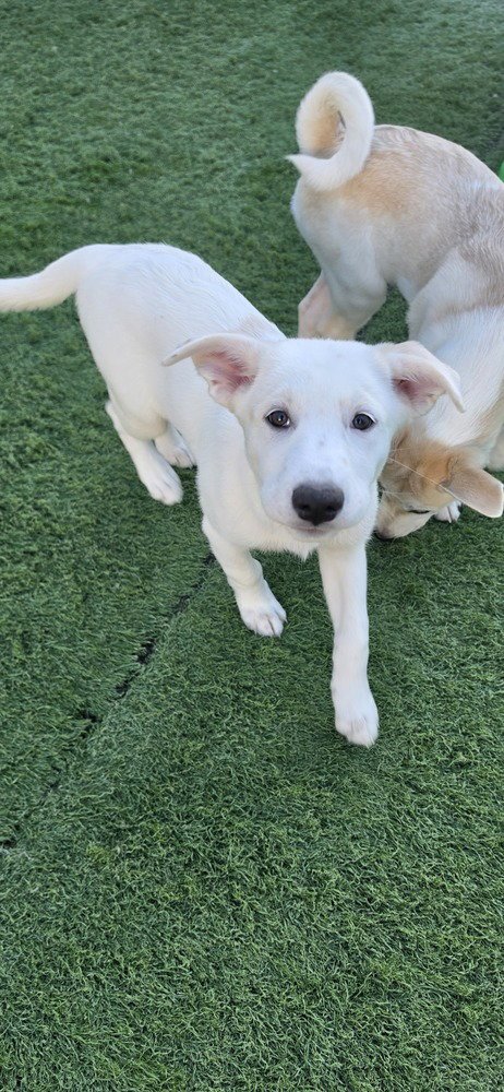 DESROSIERS / GWEN - Labrador Retriever / Terrier available for adoption