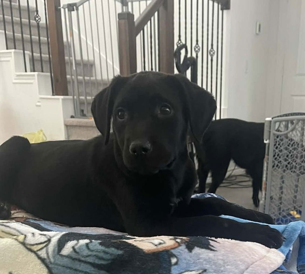 CARSE / WENDY - Labrador Retriever / Terrier available for adoption