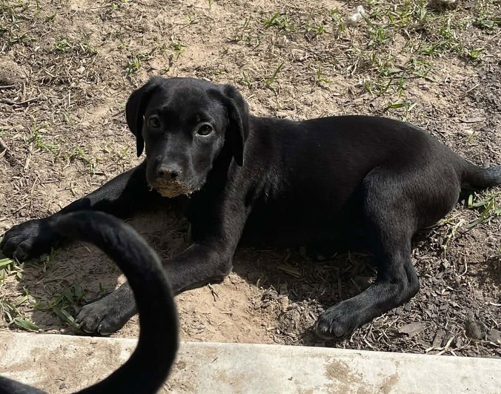 CARSE / WENDY - Labrador Retriever / Terrier available for adoption
