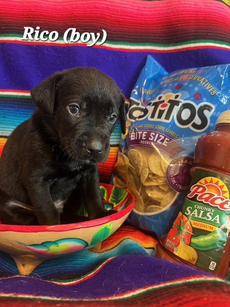 CHASSE / RICO - Labrador Retriever / Terrier for adoption in Westminster