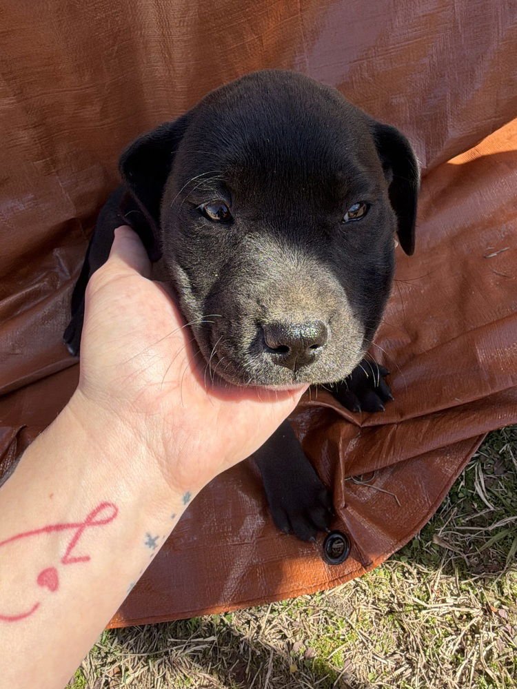 CAHILLIEE / MATZO - Labrador Retriever / Terrier available for adoption