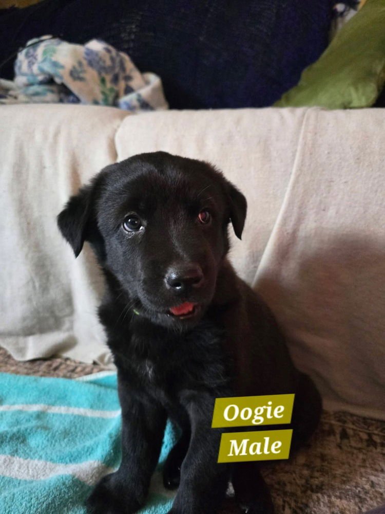 BANCKS / OOGIE - Labrador Retriever / Shepherd available for adoption