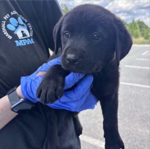 CRABBER / HAYES - Labrador Retriever / Terrier available for adoption