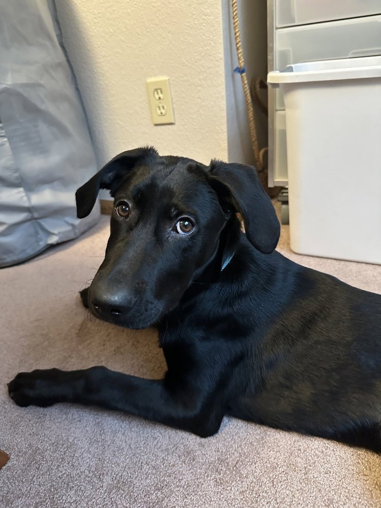 BALINSKIS / MARSH (MARSHMALLOW) - Labrador Retriever / Belgian Shepherd Malinois available for adoption