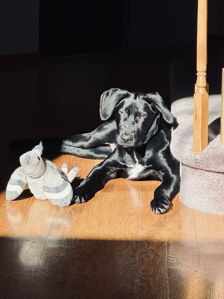 BALINSKIS / MARSH (MARSHMALLOW) - Labrador Retriever / Belgian Shepherd Malinois available for adoption