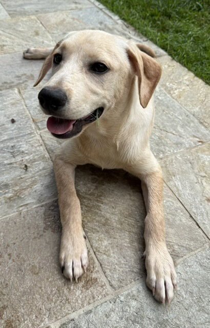 CORSONEI / HIAM / HANK - Labrador Retriever / Terrier available for adoption