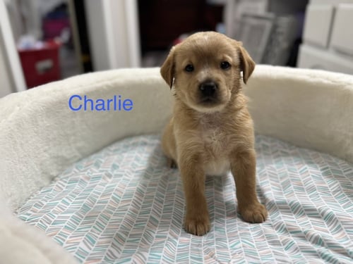 CLEGHORN / CHARLIE - Golden Retriever / Terrier available for adoption