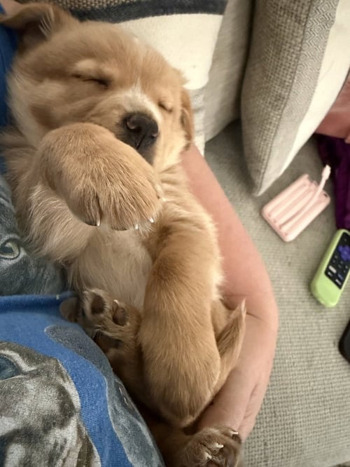 CLEGHORN / CHARLIE - Golden Retriever / Terrier available for adoption