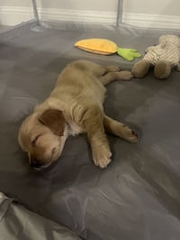 Cleghorn / Charlie - Photo 3