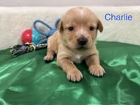 Cleghorn / Charlie - Photo 4