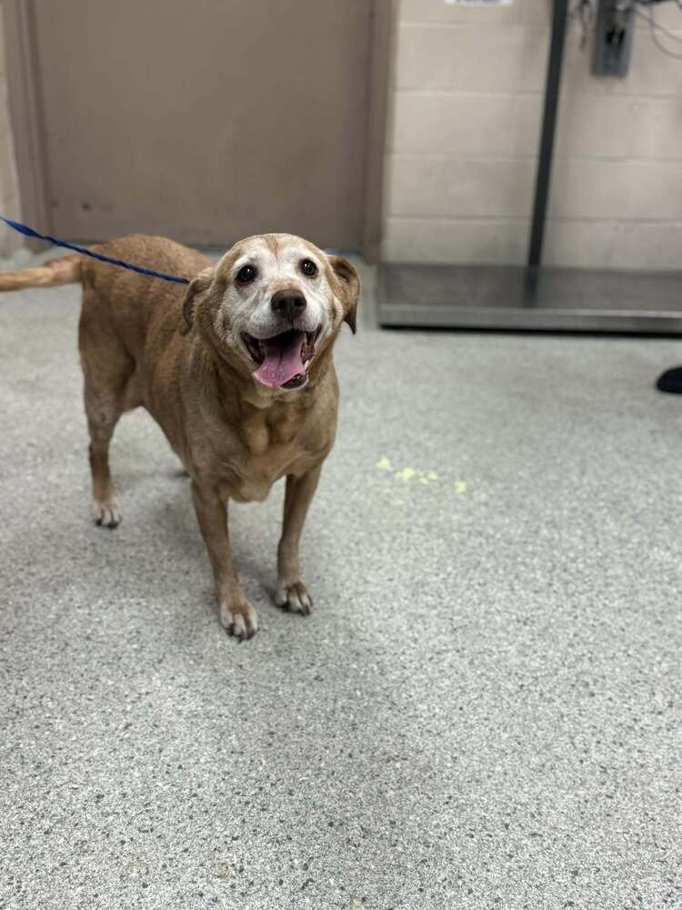 AYRESE / DAISY - Labrador Retriever available for adoption