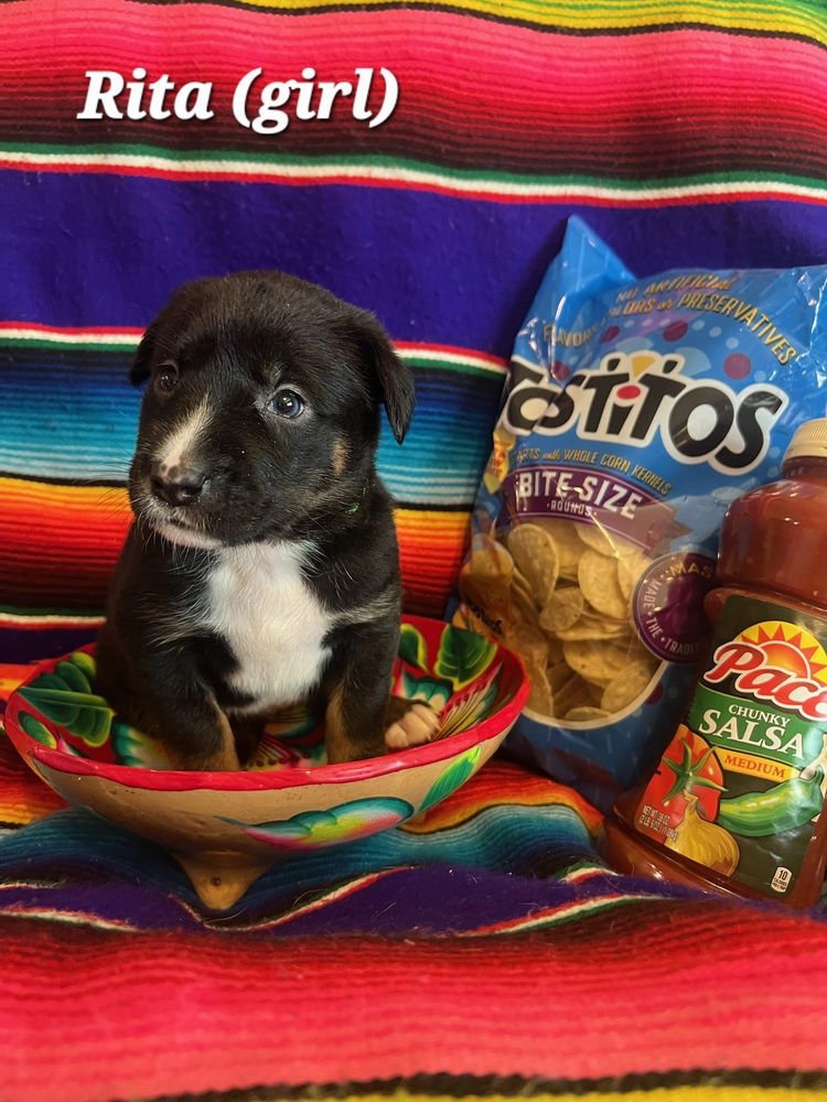 CHARRONEE / RITA - Labrador Retriever available for adoption