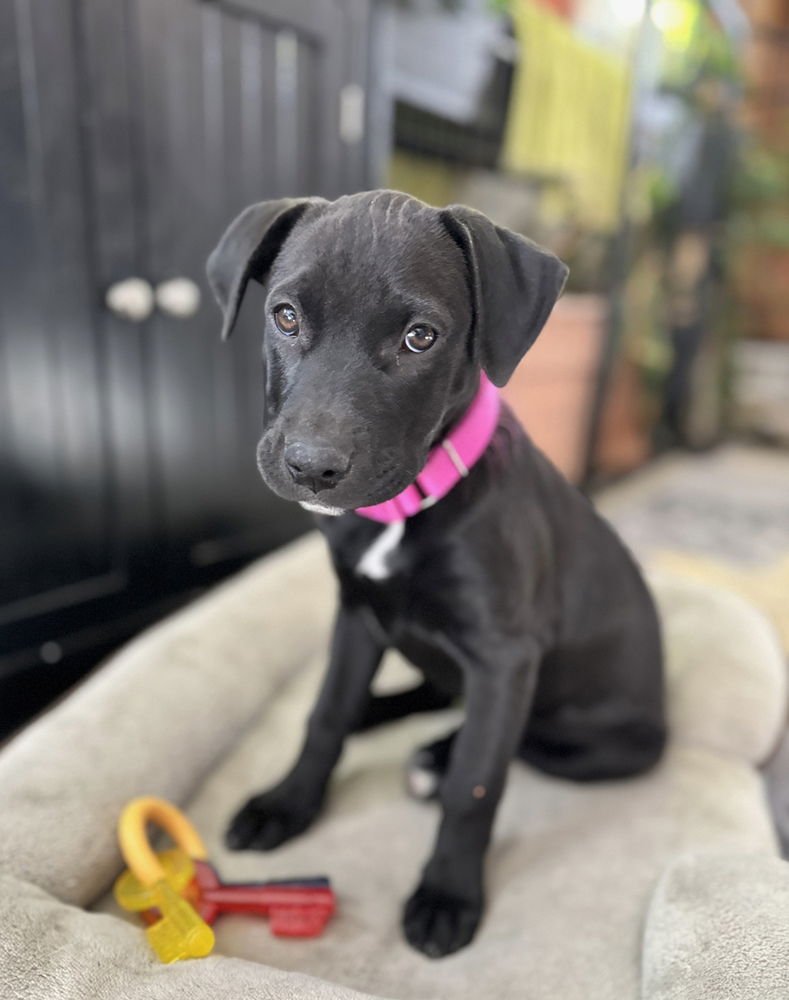 WIDMER / LUNA / CLOVER - Labrador Retriever available for adoption
