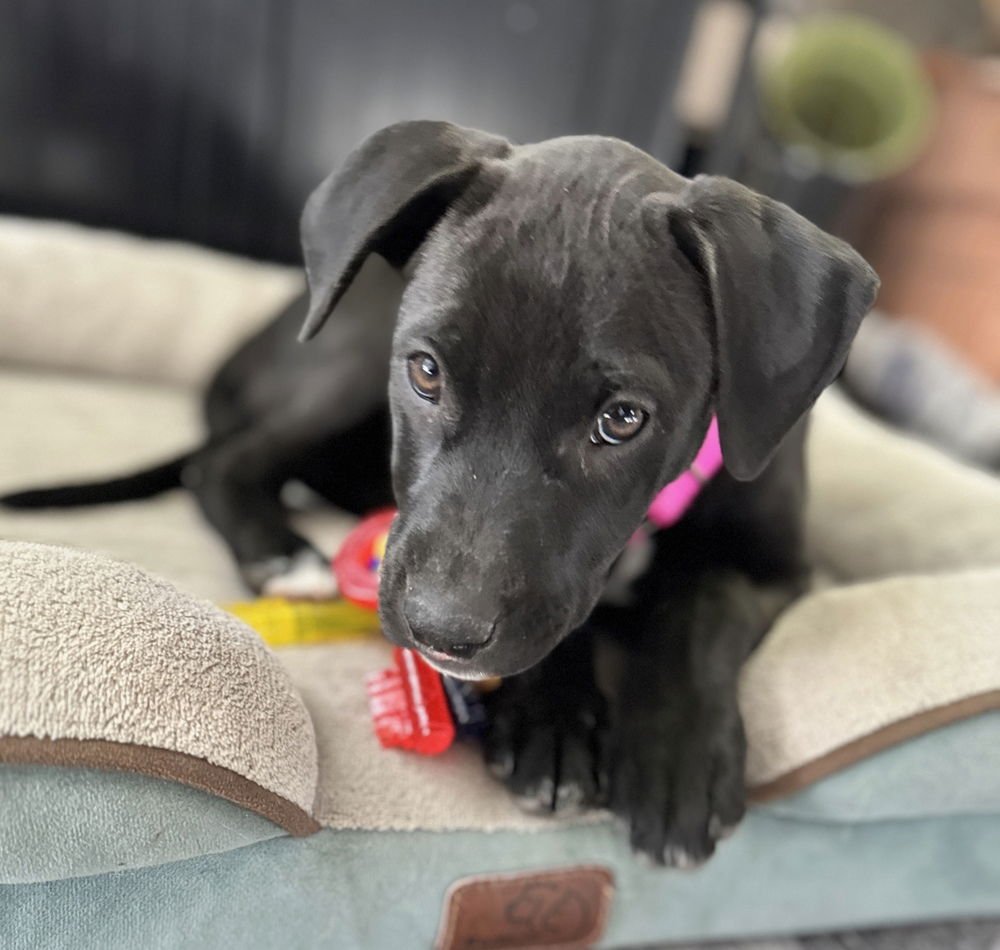 WIDMER / LUNA / CLOVER - Labrador Retriever available for adoption