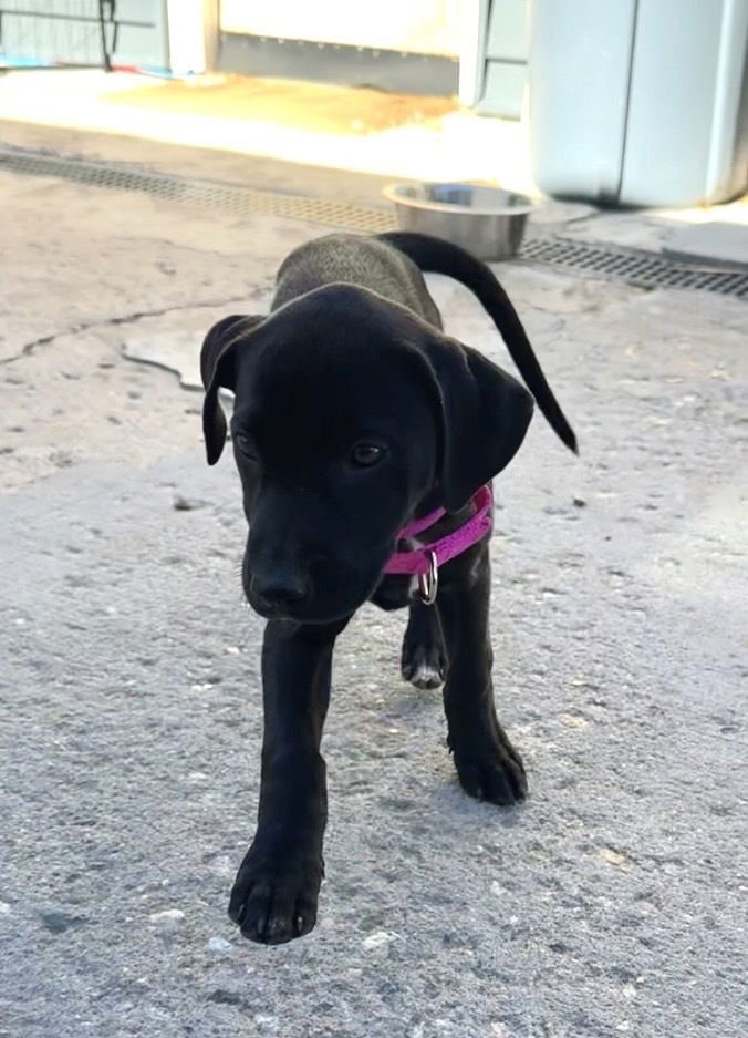 Widmer / Luna / Clover - Photo 3