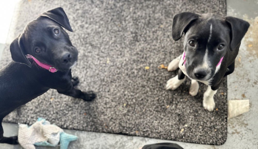 Widmer / Luna / Clover - Photo 4