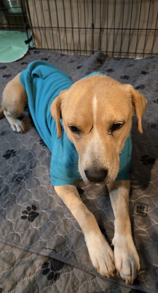 BALUIK / SAVANNAH - Labrador Retriever / Terrier available for adoption