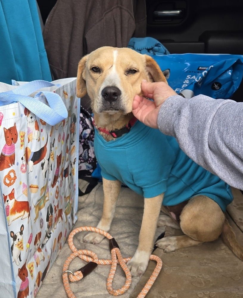 BALUIK / SAVANNAH - Labrador Retriever / Terrier available for adoption