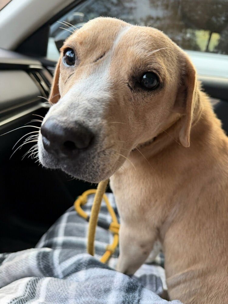 Baluik / Savannah - Photo 3