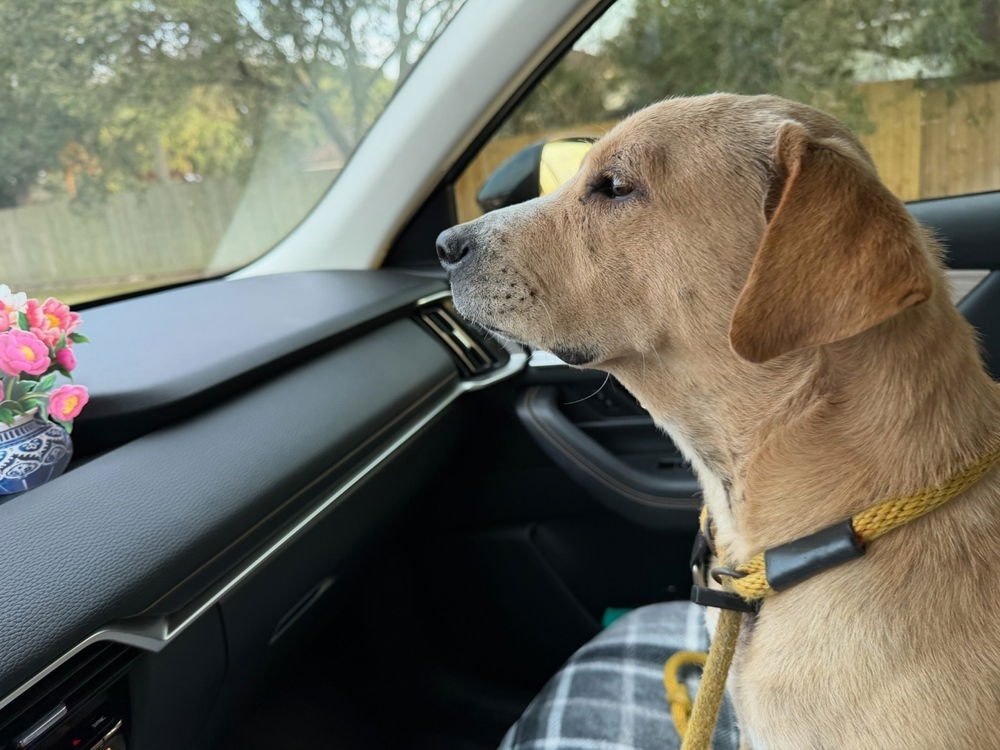 Baluik / Savannah - Photo 4