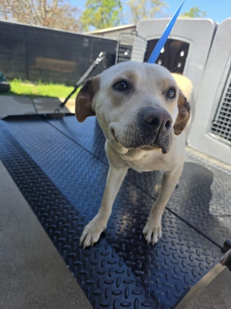 COCHRANE / LADYBIRD - Labrador Retriever for adoption in Westminster
