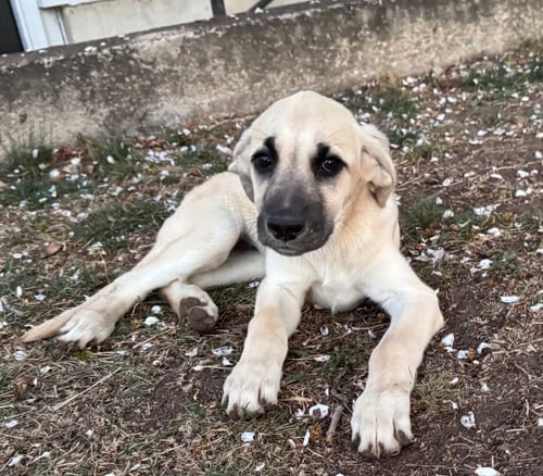 CIMETTA / SPRITE - Labrador Retriever / Terrier available for adoption
