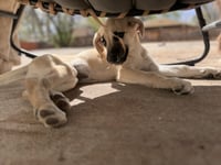 Cimetta / Sprite - Photo 2