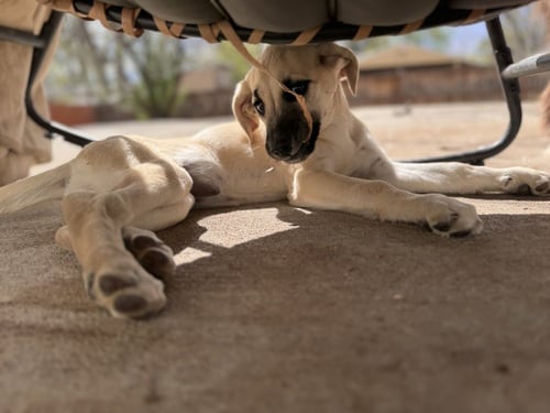 CIMETTA / SPRITE - Labrador Retriever / Terrier available for adoption