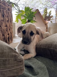 Cimetta / Sprite - Photo 3