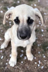 Cimetta / Sprite - Photo 4