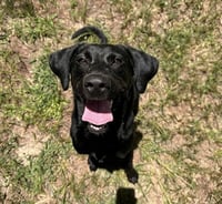 DeLucaser / Goober - Photo 1