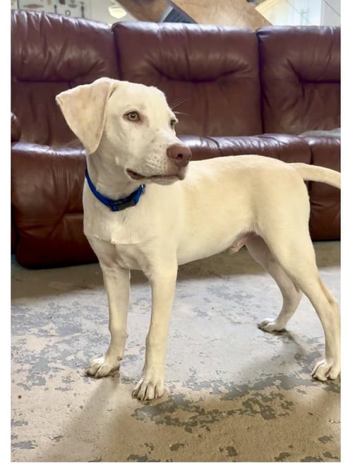 DONOVANRES / THEO / MURPHY - Labrador Retriever / Terrier available for adoption