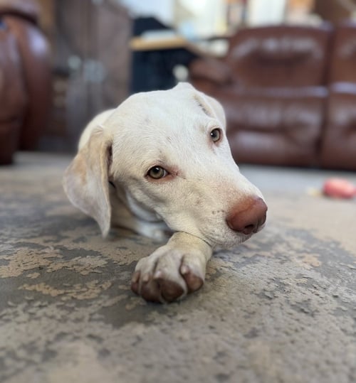 DONOVANRES / THEO / MURPHY - Labrador Retriever / Terrier available for adoption