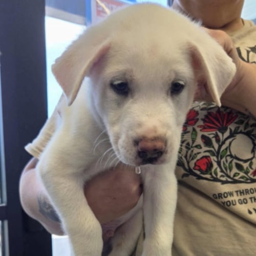 DESNOYERS / UNCLE - Labrador Retriever / Terrier for adoption in Westminster