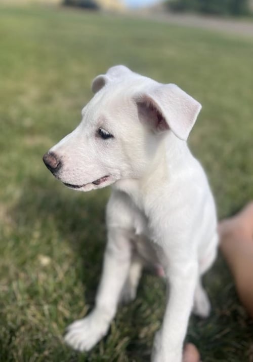 DESNOYERS / UNCLE - Labrador Retriever / Terrier available for adoption