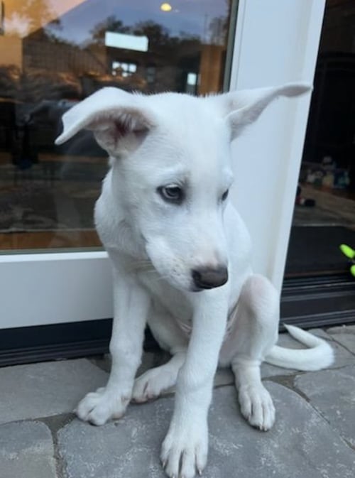 DESNOYERS / UNCLE - Labrador Retriever / Terrier available for adoption