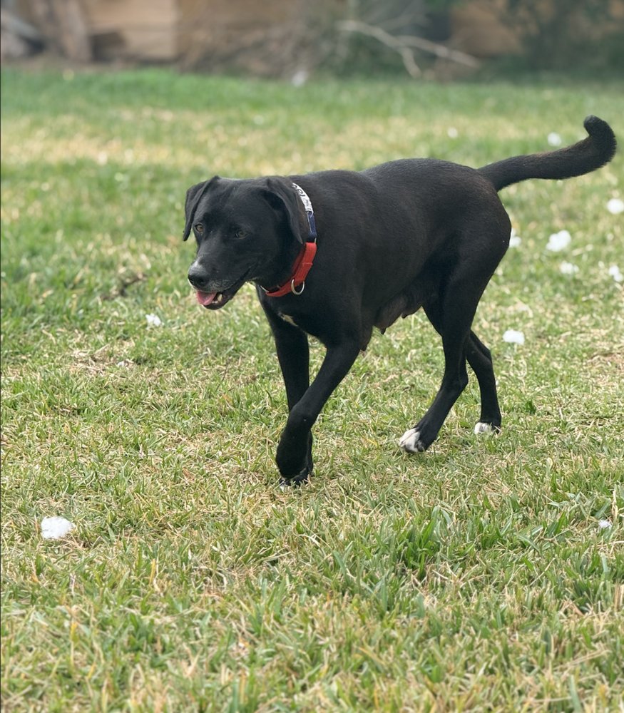 AHCAN / MABEL - Labrador Retriever / Terrier available for adoption