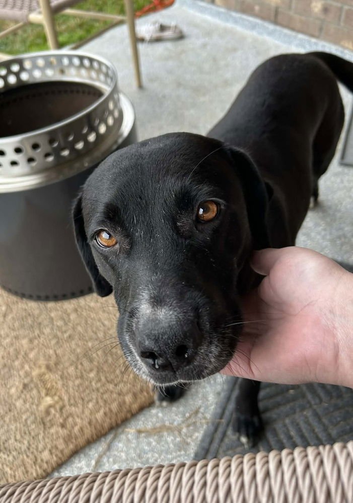 AHCAN / MABEL - Labrador Retriever / Terrier available for adoption