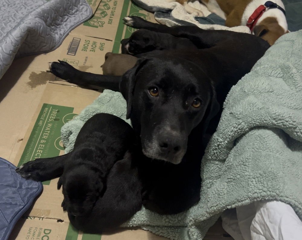 Ahcan / Mabel - Photo 3