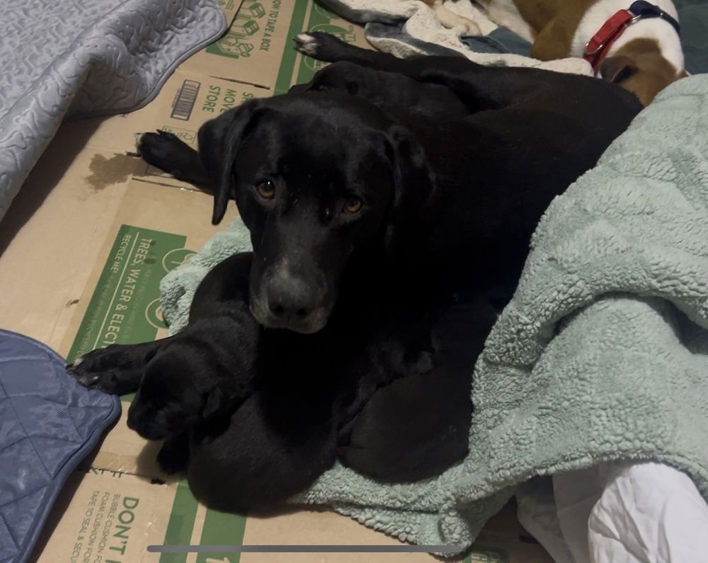 Ahcan / Mabel - Photo 4