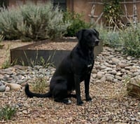 Ahcan / Mabel - Photo 1