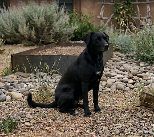 AHCAN / MABEL - Labrador Retriever / Terrier for adoption in Westminster