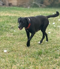 Ahcan / Mabel - Photo 2