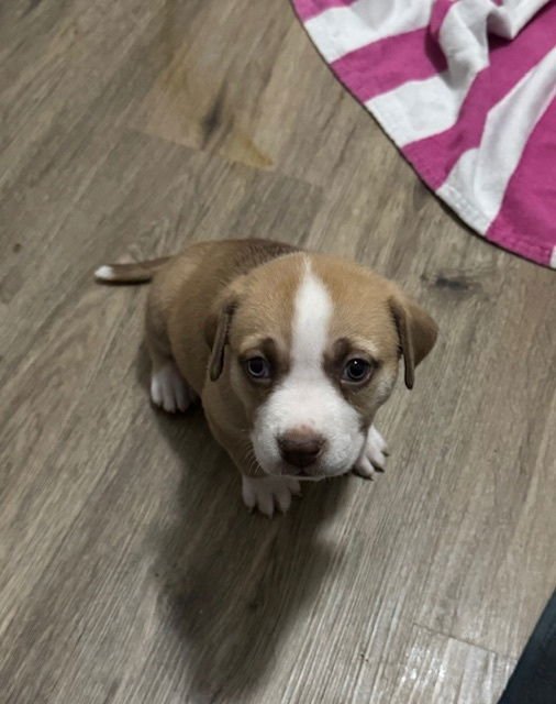 BAHL / TEXAS - Labrador Retriever / Terrier available for adoption