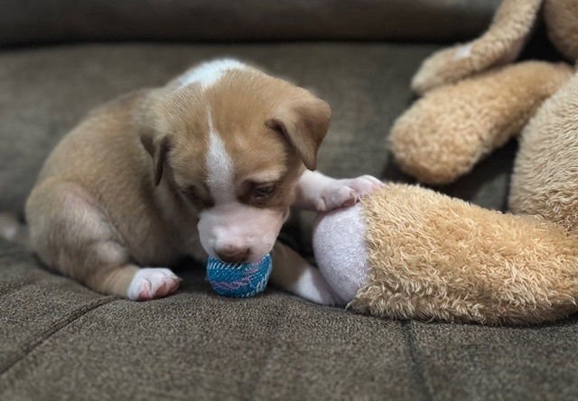 BAHL / TEXAS - Labrador Retriever / Terrier available for adoption